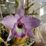 7 pasos para trasplantar tus orquídeas para que vivan felices