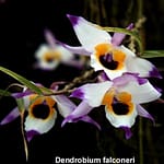 4 – El maravilloso mundo de las orquídeas Dendrobium