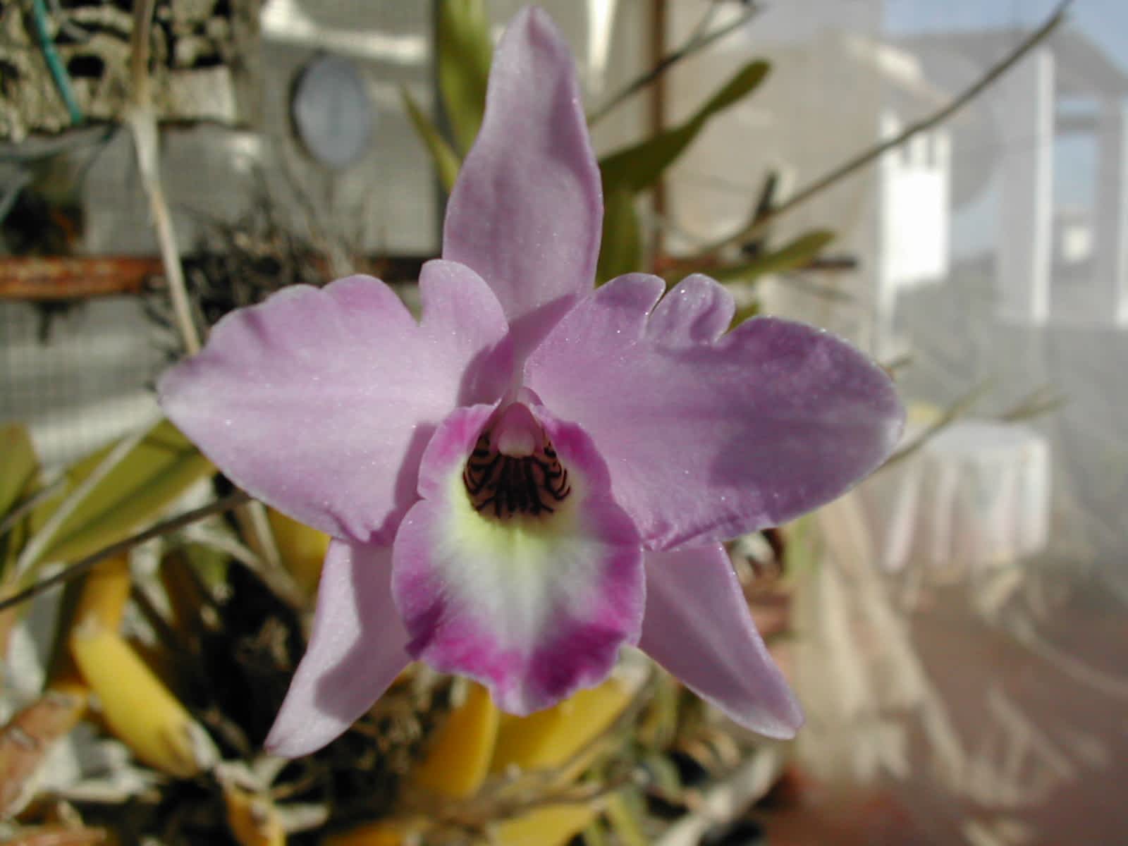 Lee más sobre el artículo 7 pasos para trasplantar tus orquídeas para que vivan felices