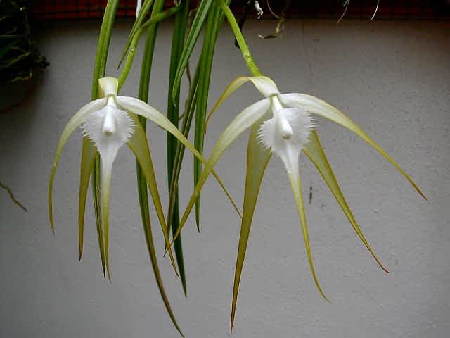Lee más sobre el artículo 1- Las mágicas e intrigantes flores de las orquídeas