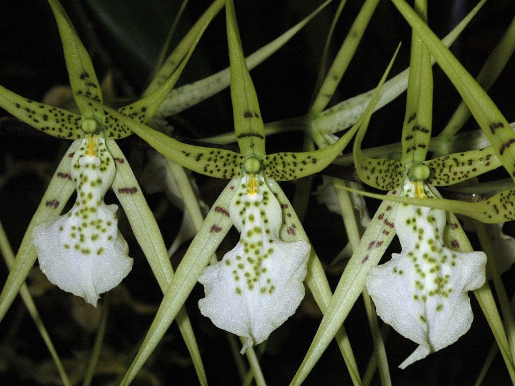 En este momento estás viendo 5 – ¿Cómo se cultivan las bellas y extravagantes orquídeas Cambria?
