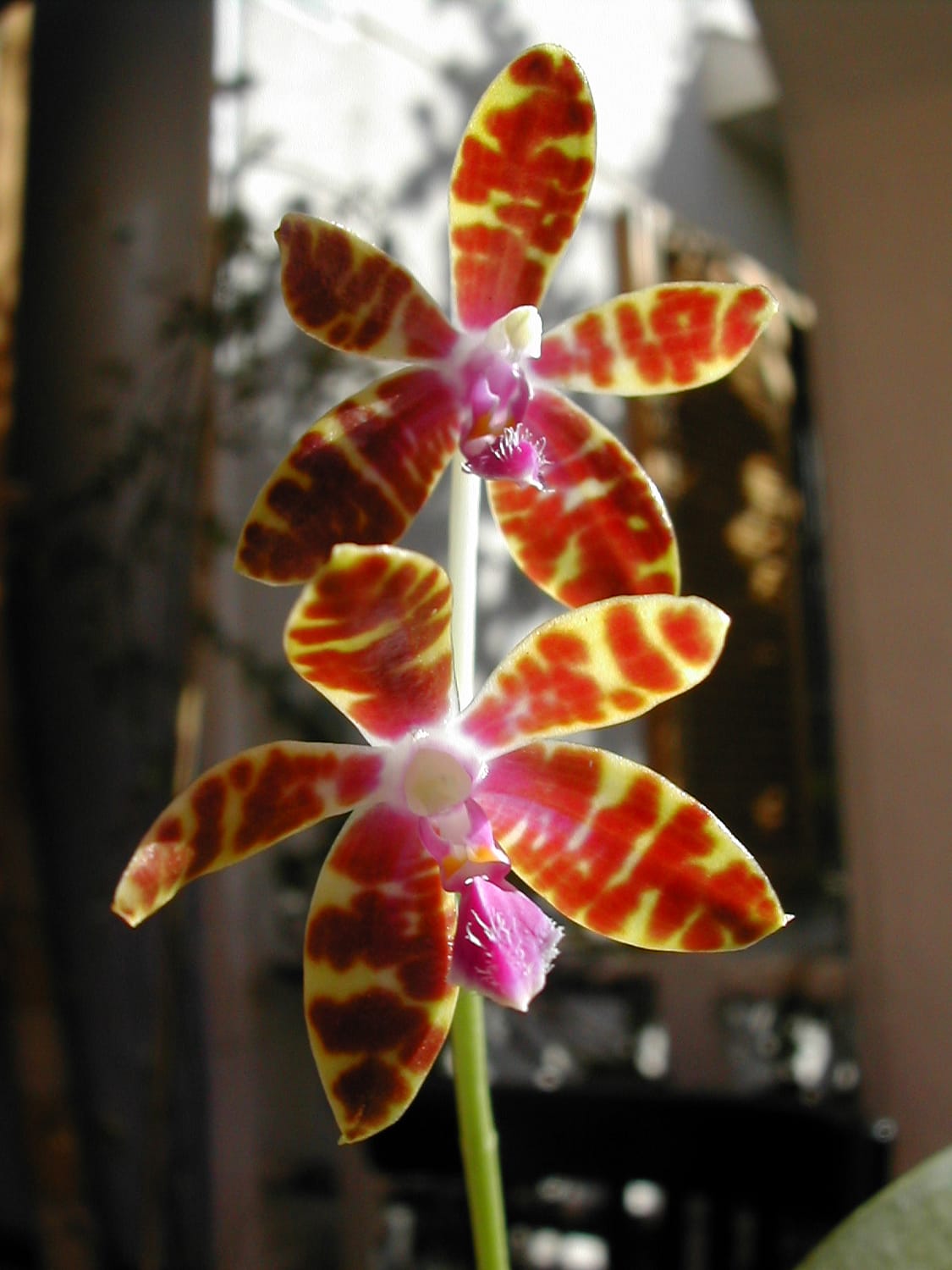 Lee más sobre el artículo 2- Unos sencillos pasos para que tu Phalaenopsis esté feliz