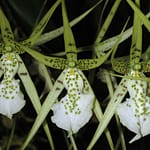 5 – ¿Cómo se cultivan las bellas y extravagantes orquídeas Cambria?