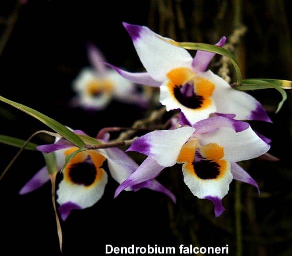 En este momento estás viendo 4 – El maravilloso mundo de las orquídeas Dendrobium
